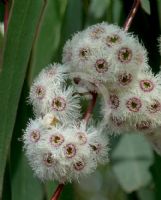 Eucalyptus sieberi