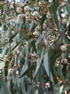 Eucalyptus sieberi