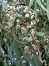 Eucalyptus sieberi