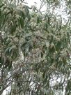 Eucalyptus sieberi