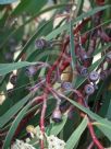 Eucalyptus sieberi