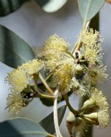 Eucalyptus socialis