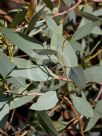 Eucalyptus socialis