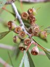 Eucalyptus socialis