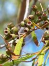 Eucalyptus stricta