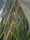 Eucalyptus tenuiramis