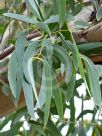 Eucalyptus tenuiramis