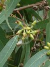 Eucalyptus tereticornis