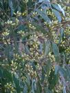 Eucalyptus tereticornis