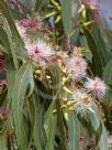 Eucalyptus tereticornis