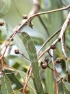 Eucalyptus tereticornis