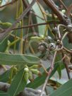 Eucalyptus tereticornis