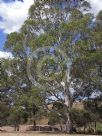 Eucalyptus tereticornis