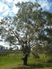 Eucalyptus tereticornis