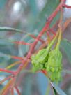 Eucalyptus torquata