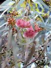 Eucalyptus torquata