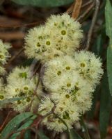 Eucalyptus viridis