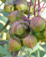 Eucalyptus youngiana