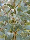 Eucalyptus youngiana