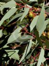 Eucalyptus youngiana