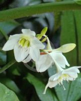 Urceolina grandiflora