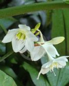 Urceolina grandiflora