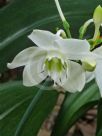 Urceolina grandiflora