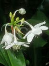 Eucharis grandiflora