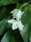 Eucharis grandiflora