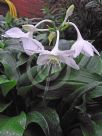 Urceolina grandiflora