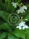 Urceolina grandiflora