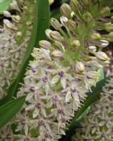 Eucomis comosa