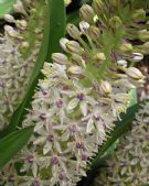 Eucomis comosa