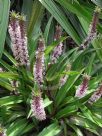 Eucomis comosa