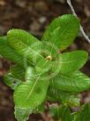 Eucryphia cordifolia