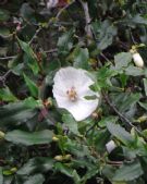 Eucryphia intermedia