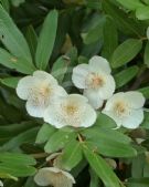 Eucryphia moorei