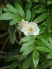 Eucryphia moorei