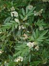 Eucryphia moorei