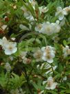 Eucryphia moorei