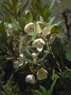 Eucryphia wilkiei