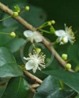 Eugenia uniflora