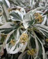 Euonymus fortunei Silver Queen