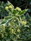 Euonymus fortunei Silver Queen