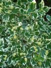 Euonymus fortunei Silver Queen