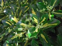 Euonymus japonicus Aureus