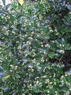 Euonymus japonicus