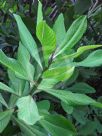 Euphorbia umbellata