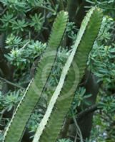 Euphorbia canariensis