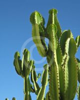 Euphorbia candelabrum